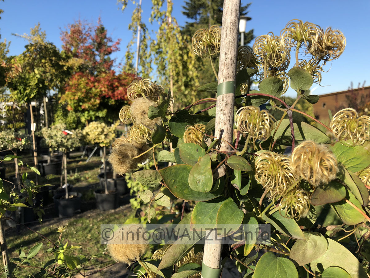 Clematis texensis - Fruchtstaende 01.JPG